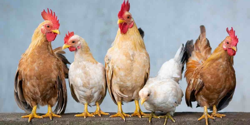 Yumurta Fiyatları Tavan Yapınca Amerikalılar Tavuk Yetiştirmeye Başladı