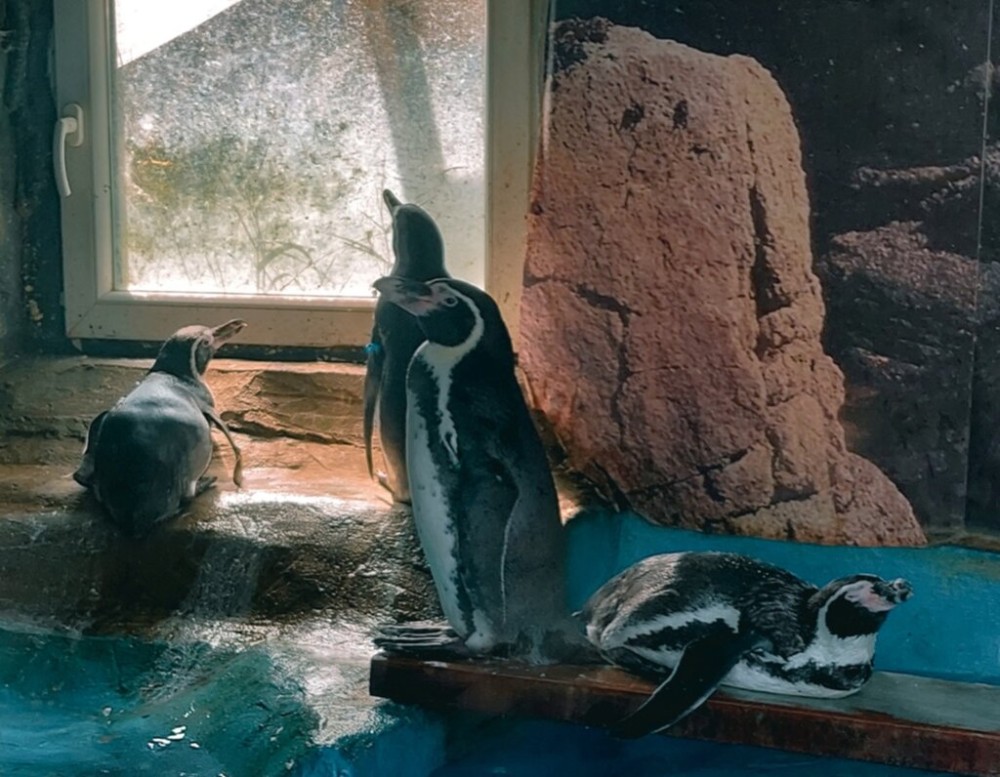 tutsak edilen penguenler hayvanat bahcesinde hayatini kaybetti