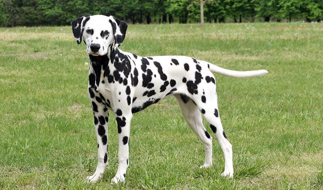 When Dalmatian Dog Sees Dalmatian Horse! 